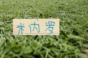 11号米内罗又更新训练照片 去年他可是14场联赛斩获8个球申花米神